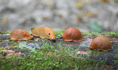 ‘They’ve been something else this year’: slugs wreak havoc on UK gardens