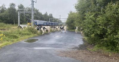 Glasgow trains disrupted due to herd of 12 cows on main line