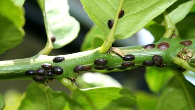 How to combat scale bugs in your yard – expert advice to manage these sap-sucking pests