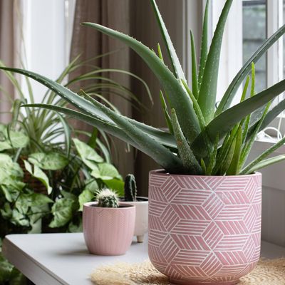 How to care for aloe vera - help this easy-to-care-for plant thrive in your home