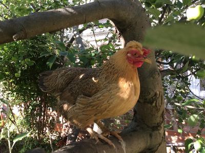 The pet I’ll never forget: Honey the hen, who lured me up a tree and almost killed me