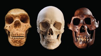 Why did Homo sapiens outlast all other human species?