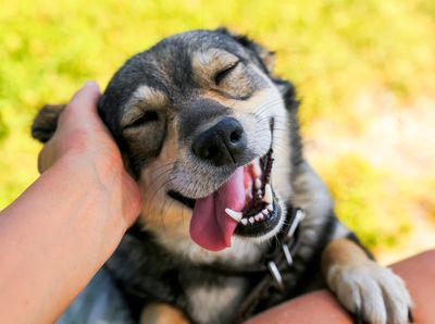 Dogs affected by the smell of human stress, study finds