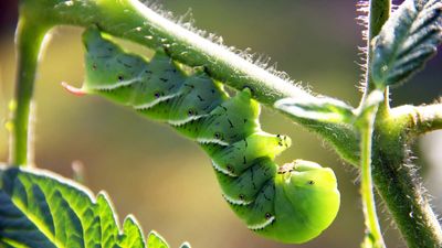 How to identify tomato hornworms and get rid of these large, highly destructive pests