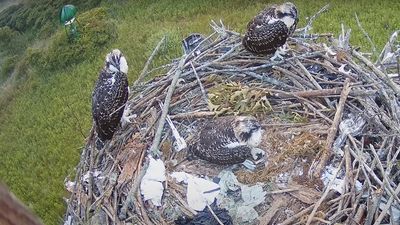 Remote camera gives live view in to rare Osprey nest in the Niagara region, Canada