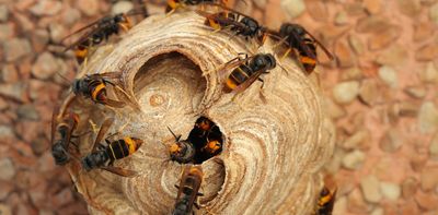 Invasive wasps threaten South African ecosystems: what the public can do to help stop the spread