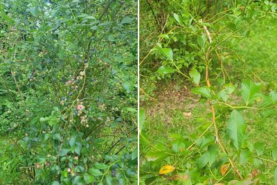 Woman Devastated To Find Her Blueberry Bushes Picked Clean After Casual Chat With Neighbors