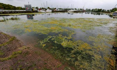 Pollution plan ‘must cut intensive farming for Lough Neagh to survive’