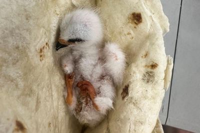 Texas family saves orphaned baby bird by wrapping it in tortilla: ‘That’s all I had’