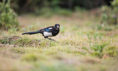 Country Diary: Is my magpie friend using ant acid to get high?