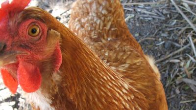 So far, so good - no new farms found with bird flu