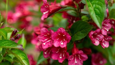 Looking for long-flowering, low-maintenance container shrubs? Weigela are spectacular pot plants to grow this year