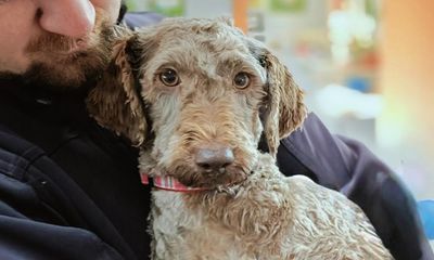 Hundreds of labradoodles in urgent need of homes after RSPCA Tasmania shuts down puppy breeder