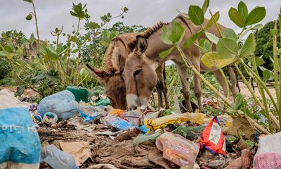 Donkeys in Kenya are dying with stomachs full of plastic – and other animals are at risk