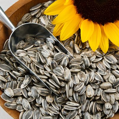 How to harvest sunflower seeds - you'll need to act soon if you want to grow these sunny blooms for free next year