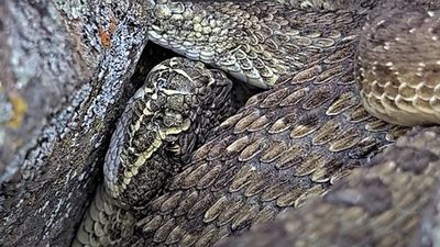 Watch wild Western Rattlesnakes go about their day on live 24-hour webcam