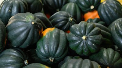 How to grow acorn squash from sowing to harvesting – all you need to know for a great crop