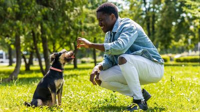 32 benefits of training your dog