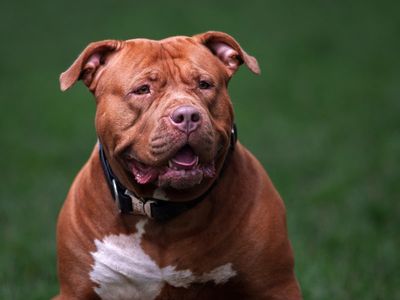 Girl, 10, mauled by unregistered XL bully in horror dog attack