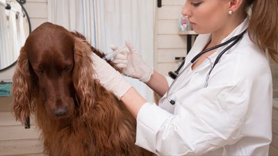 Dog retires after his 40th blood donation session (and he's saved the lives of 160 other pups in the process)