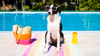 Do dogs need sunscreen? A vet has the answer and it might surprise you