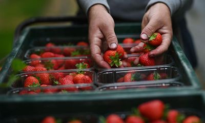 Two-fifths of British berry growers could go bust by end of 2026, study finds