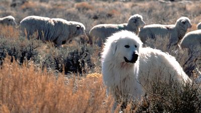 Hiker in French Alps attacked by a pack of Pyrenean mountain dogs