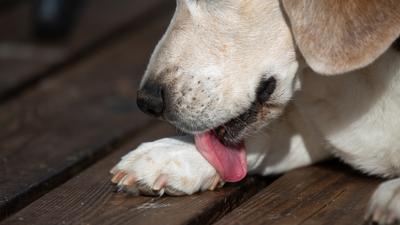 Why do dogs lick their paws? 9 explanations and how to treat