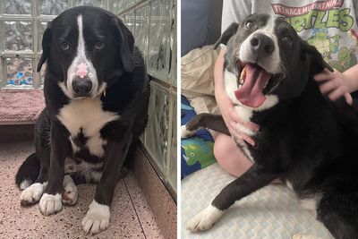 Through The Shelter Doors One Last Time: Family Returns ‘Heartbroken’ Dog to Shelter After 8 Years