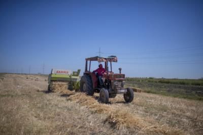 Morocco's Agriculture Sector Struggles Amid Devastating Drought