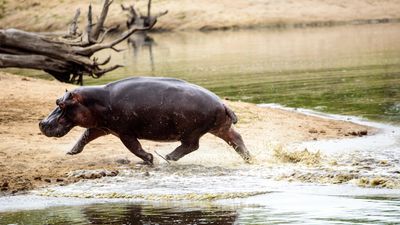 Trotting hippos can 'fly,' but only in 0.3-second bursts, study finds