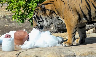 It’s snow miracle: zookeepers in Phoenix surprise animals with icy wonderland