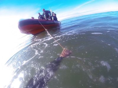 Thames Estuary divers in amazing shipwreck discovery after a decade searching