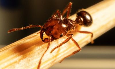 A true California hot spot: fire ants invade town loved by celebrities