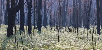 Yes, Australia’s environment is on a depressing path – but $7 billion a year would transform it