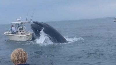 Watch video: Breaching whale capsizes boat and sends two people flying into the water