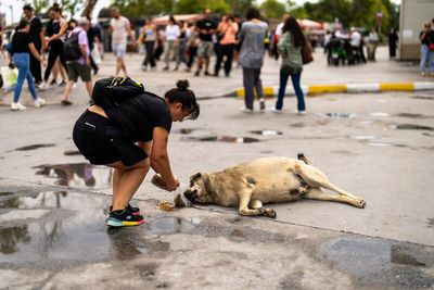 Fears millions of dogs could be killed after Turkey approves bill to regulate stray population