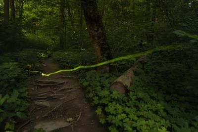 Firefly Conservation Efforts Highlighted Amid Declining Populations