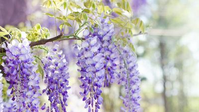 Is it necessary to fertilize wisteria? Feeding these resilient and vigorous climbers can often do more harm than good