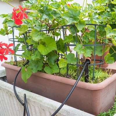 What is drip watering? Experts say it could save you time and money – and cultivate a healthier garden