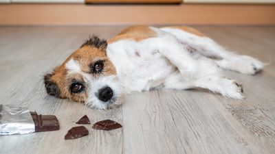 Vet reveals everything you need to know about chocolate poisoning in dogs (plus what to do if your pup eats some)