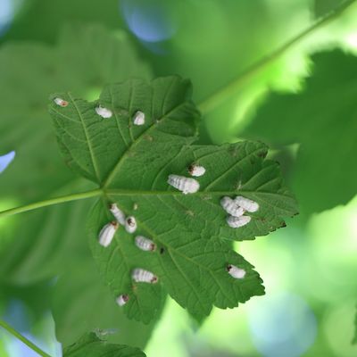 10 garden plant pests you shouldn't ignore – how to spot and deal with them before it's too late