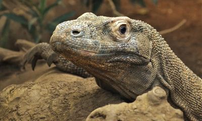 Komodo dragons have iron-coated teeth, scientists find