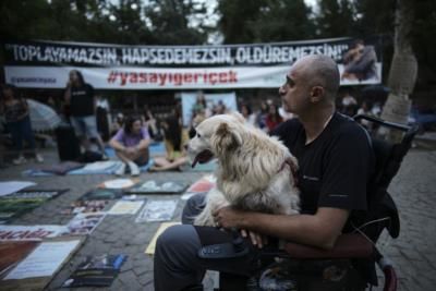 Turkey's Stray Dog Regulation Bill Sparks Controversy