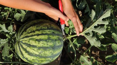 How to prune watermelon plants – an ideal solution for growing the crop in small spaces