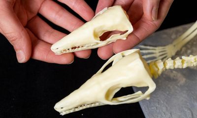 Early mammal could help answer one of biology’s biggest question, say experts