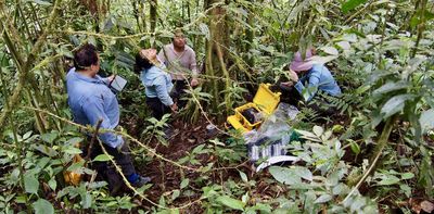 We’ve discovered the world’s trees absorb methane – so forests are even more important in the climate fight than we thought