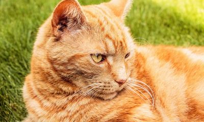 How my ginger tom became a terrible klepto-cat