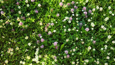 How to get rid of a clover lawn, according to gardening experts