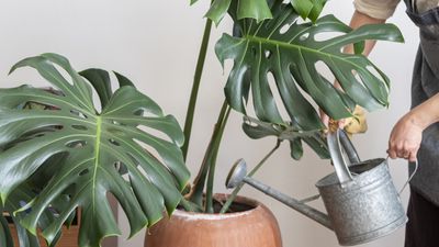 Now is the time to fertilize your monstera for a luscious indoor jungle – plant experts share how to give this statement houseplant a boost